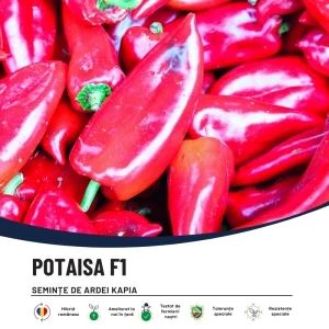 POTAISA F1