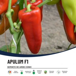 APULUM F1