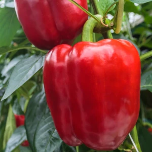RUBENA F1 (HEK20P420 F1)