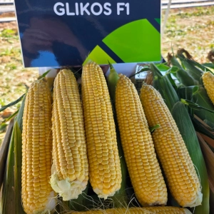 GLIKOS F1