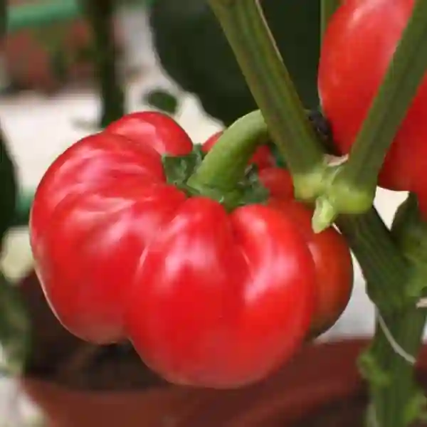 TIBERIUS F1