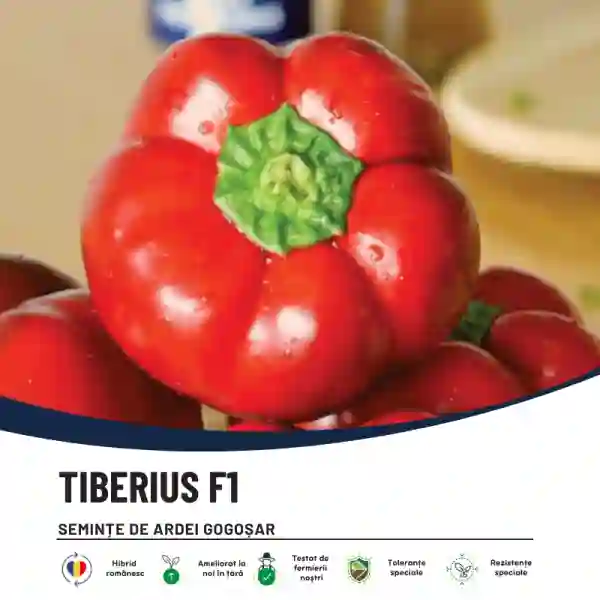 TIBERIUS F1-main