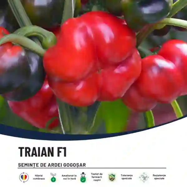TRAIAN F1-main