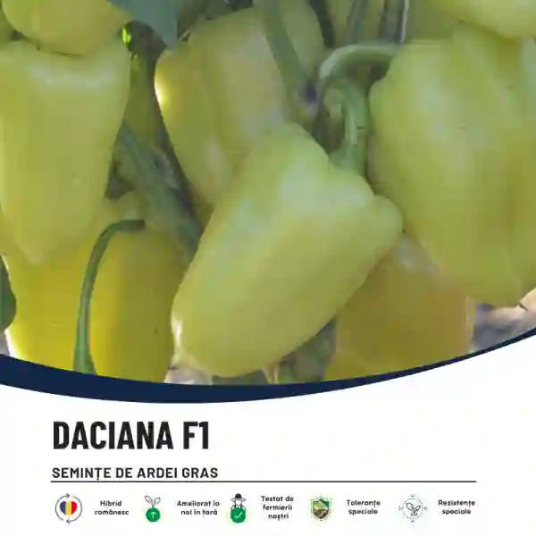 DACIANA F1-main