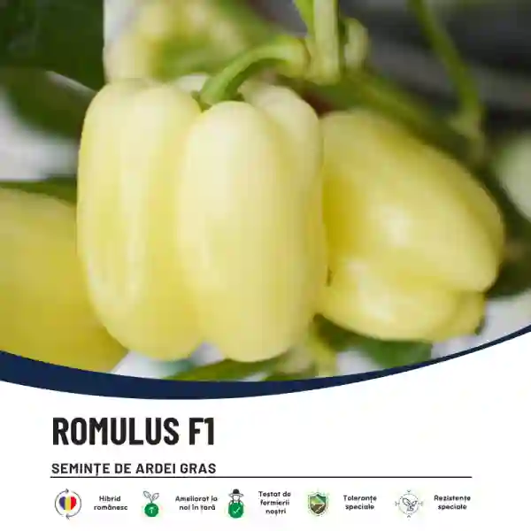 ROMULUS F1-main