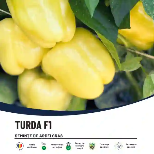 TURDA F1-main