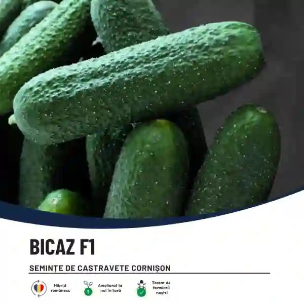 BICAZ F1-main