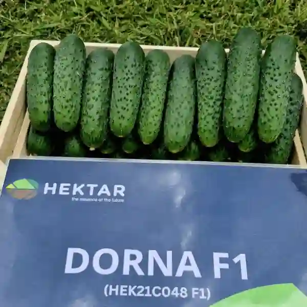 DORNA F1-main