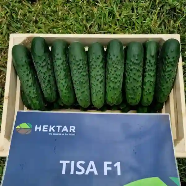 TISA F1-main