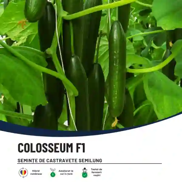 COLOSSEUM F1-main