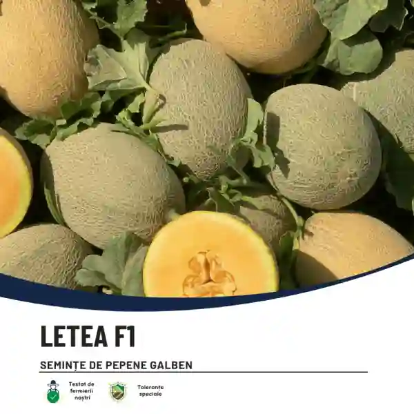 LETEA F1-main