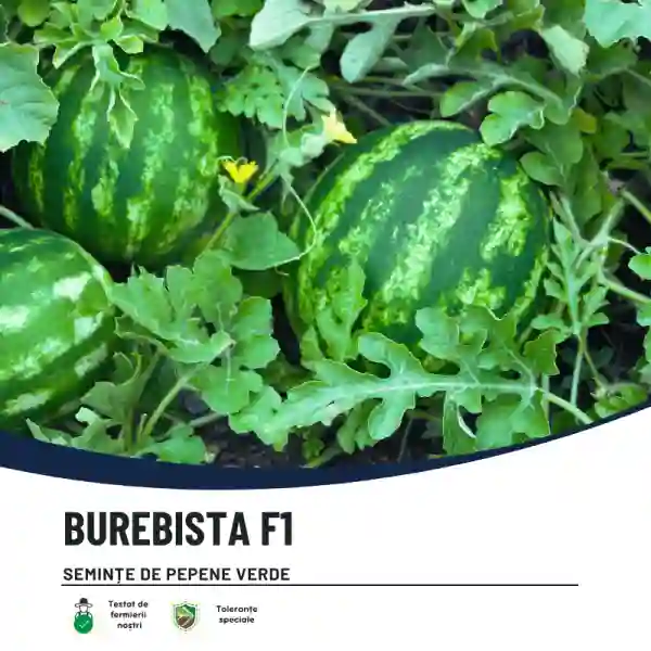 BUREBISTA F1-main