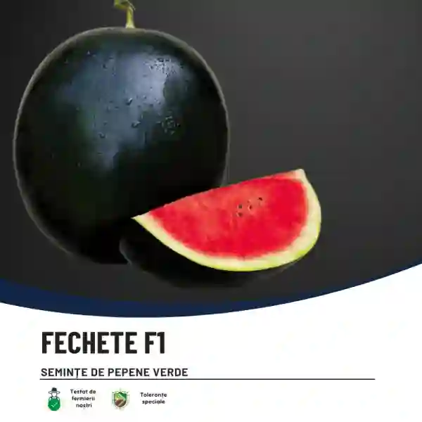 FECHETE F1-main