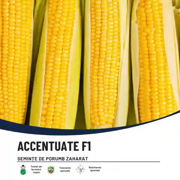 ACCENTUATE F1-main