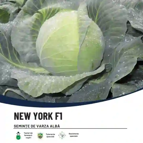 NEW YORK F1-main