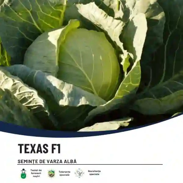 TEXAS F1-main