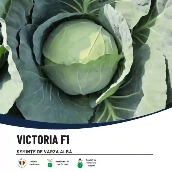 VICTORIA F1-main