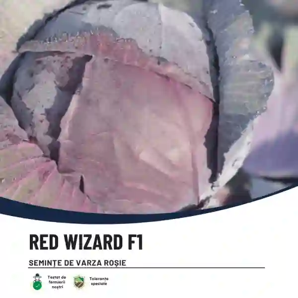 RED WIZARD F1-main