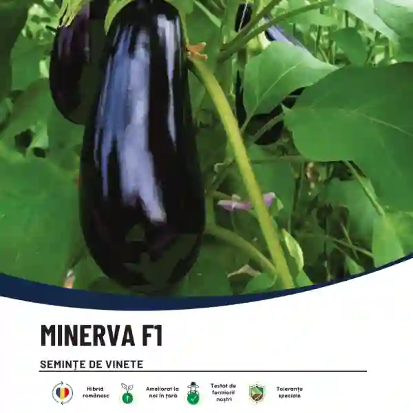 MINERVA F1-main